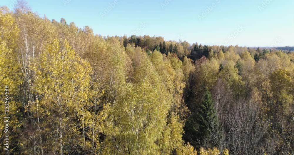 Aerial drone reveal shot of forests with yellow leaves in autumn Aerial drone reveal shot of forests with yellow leaves in autumn
