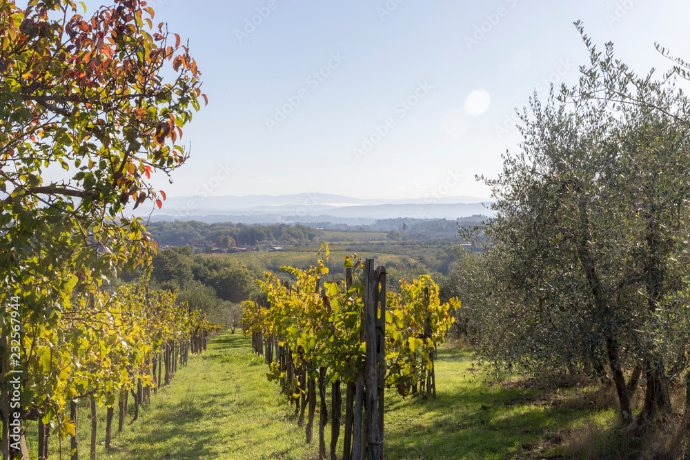 Fototapeta premium vineyard in autumn