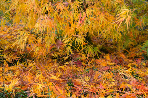 yellow autumn leaves