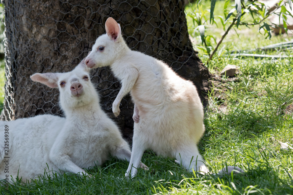 Obraz premium albino Western grey kangaroo