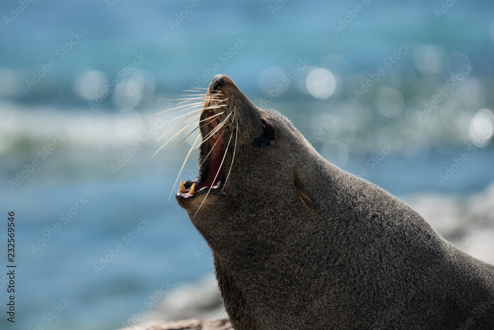 Fototapeta premium Close up of a New Zealand fur seal yawning in Kaikoura