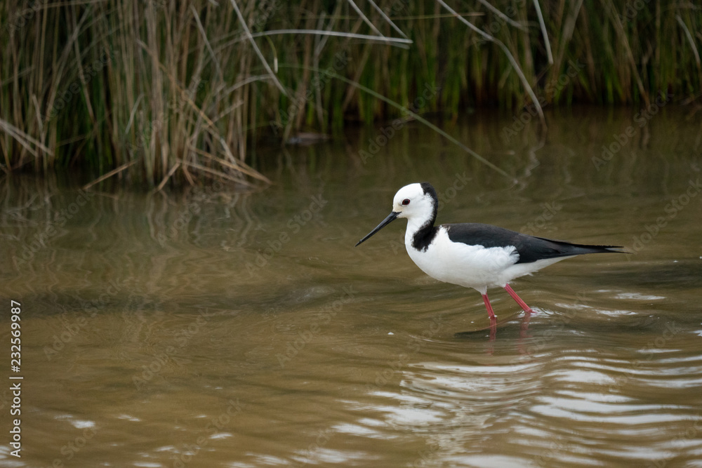 Fototapeta premium Pied stilt bird in a creek