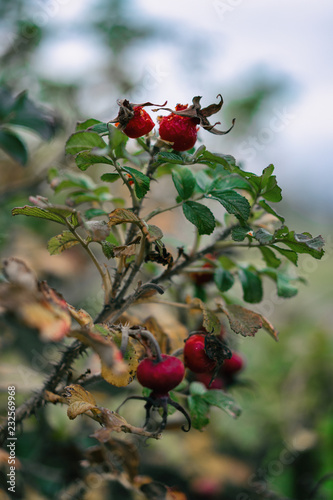 Berries