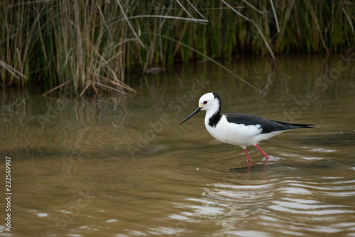 Pied stilt bird in a creek © Acres
