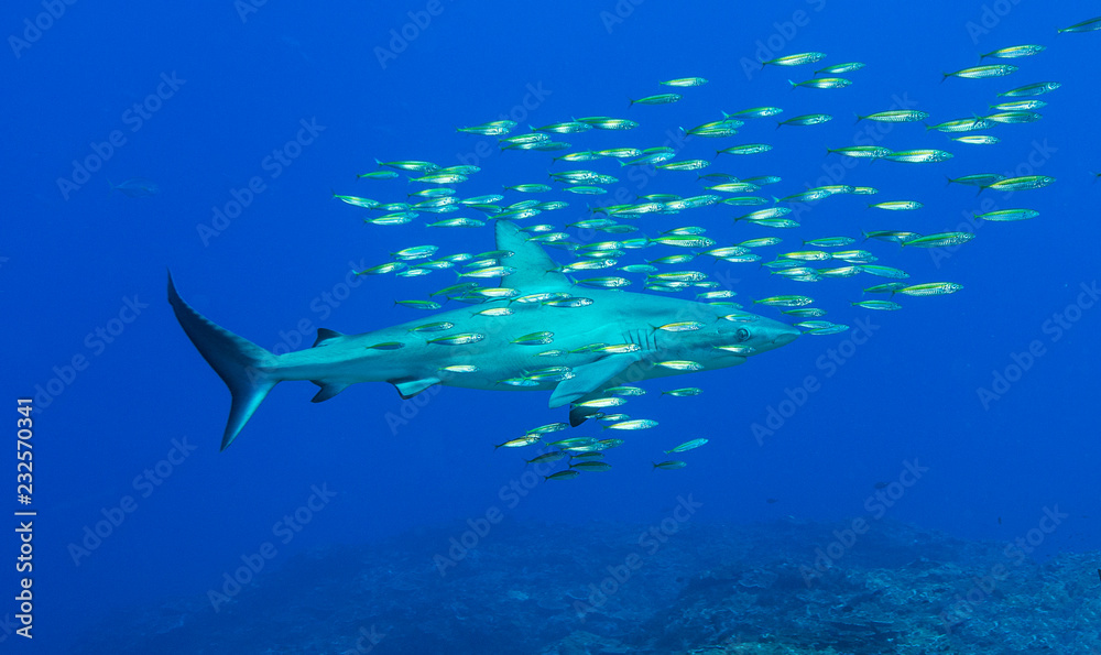 Reef shark with pilot fish Reef shark with pilot fish
