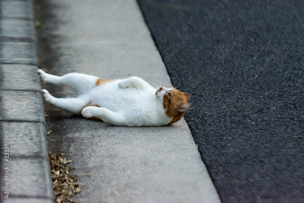 Fototapeta premium 街猫 野良猫