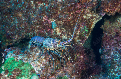 Lobster on rock