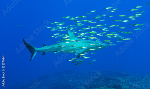 Reef shark with pilot fish