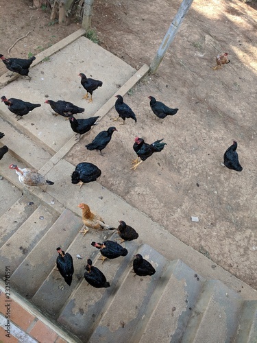 Chicken