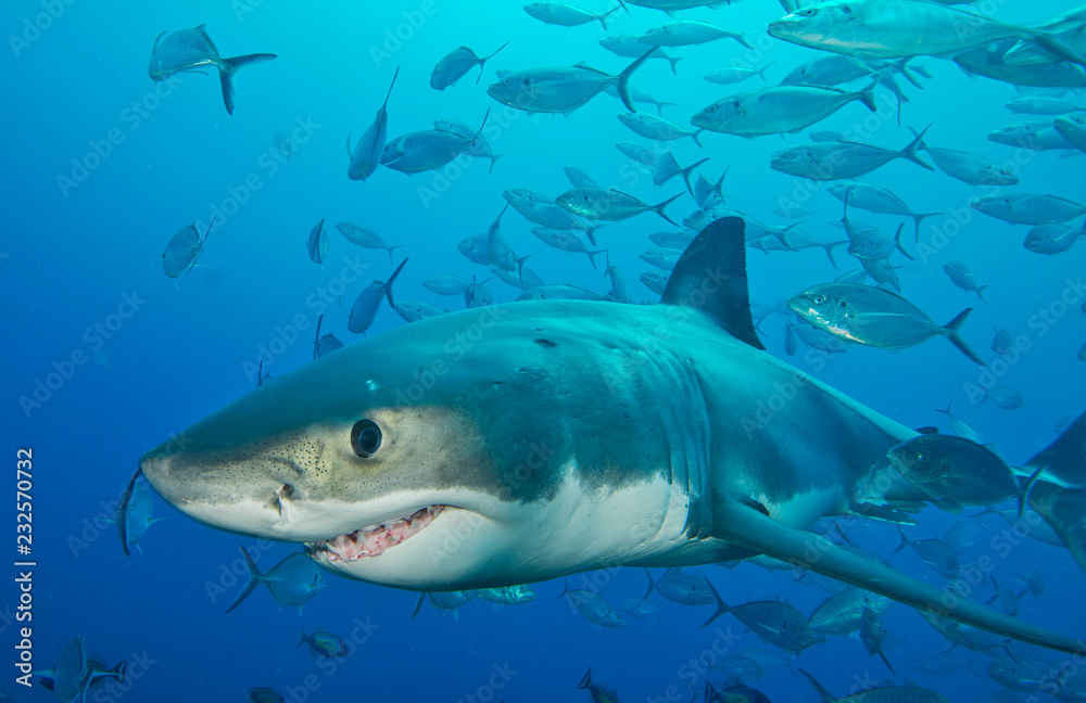 Great white shark with school of fish