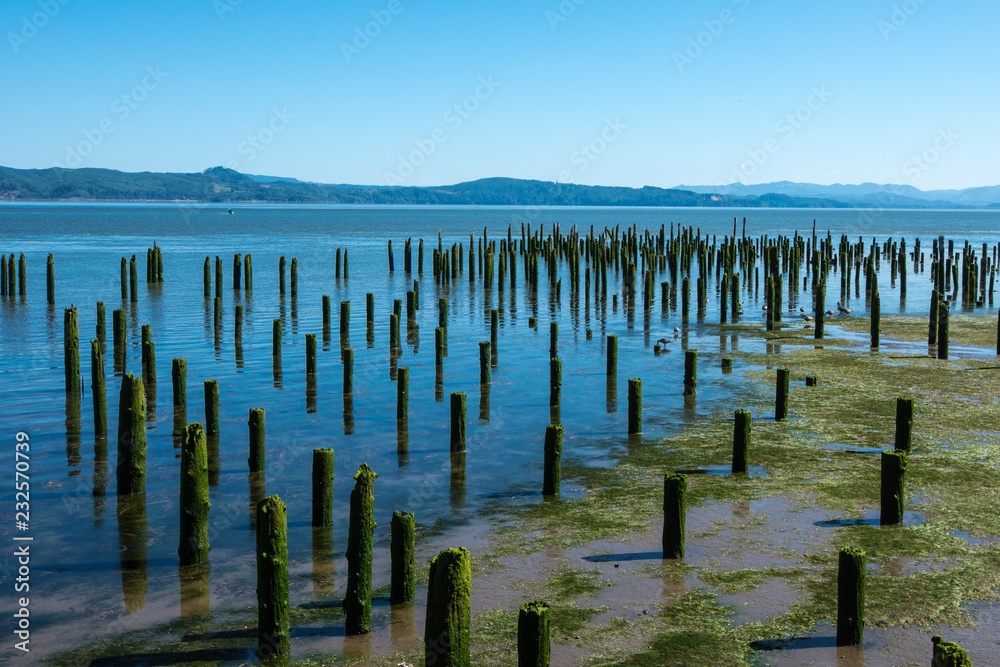 Old abandoned dock pillars covered in moss sit on the riverside of the Columbia River in Astoria, Oregon on a sunny summer day