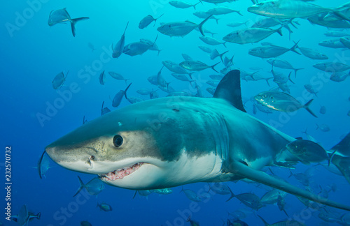 Great white shark with school of fish © The Ocean Agency