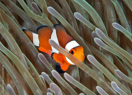 Obraz na płótnie Clownfish in anemone
