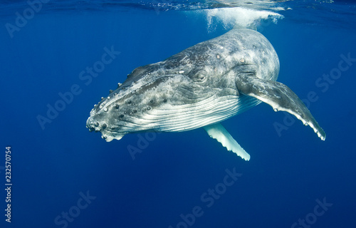 Humpback whale near the surface © The Ocean Agency