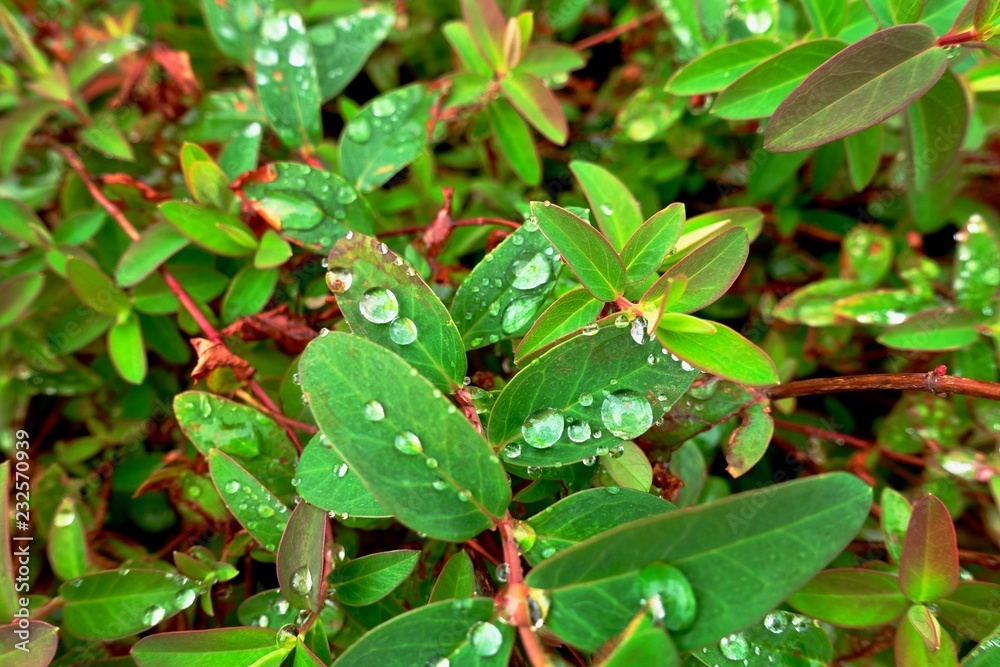 水玉、雨上がりの植物、まん丸、表面張力 水玉、雨上がりの植物、まん丸、表面張力