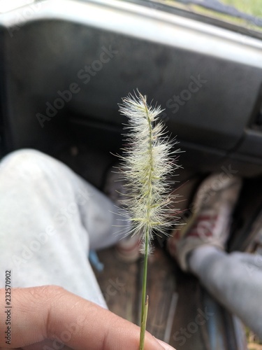 Plant