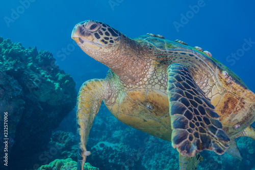 Sea turtle swimming over coral reef © Melissa