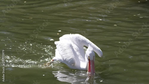 Pelican lunging forward to grab a fish as it swallows it and swims away. photo