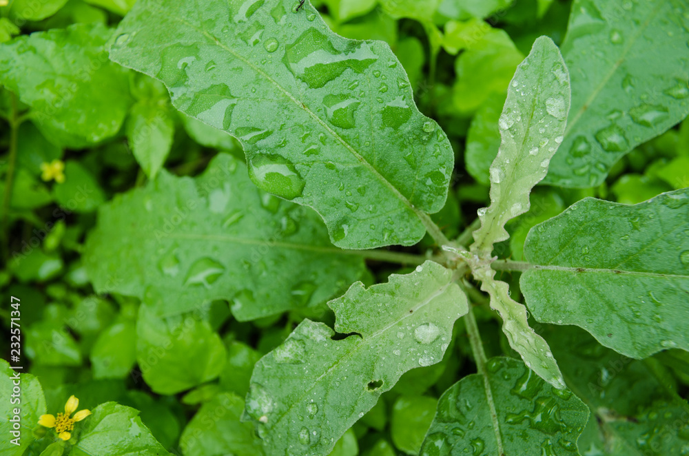 close up on green leaves with raindrops on their leaves, rainy day on green leaves close up on green leaves with raindrops on their leaves, rainy day on green leaves