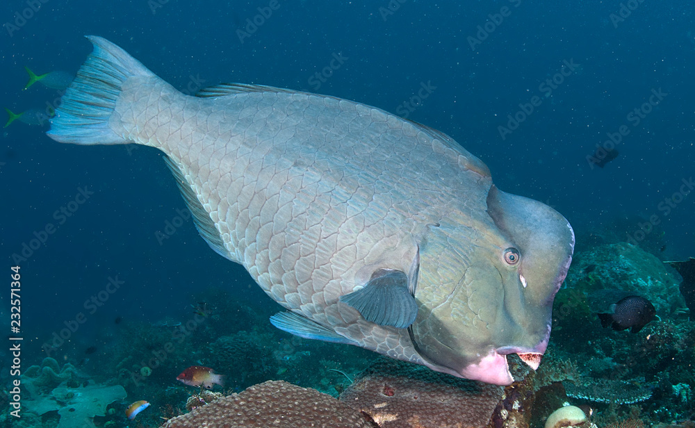 Obraz premium Bumphead parrotfish eating