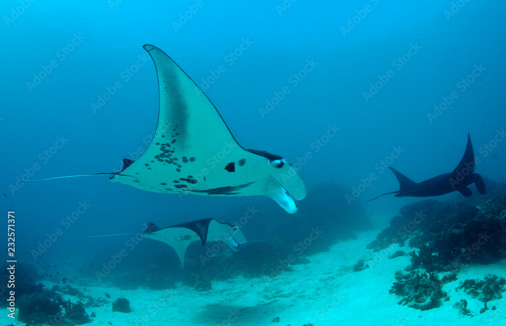 Obraz premium Giant oceanic manta ray swimming