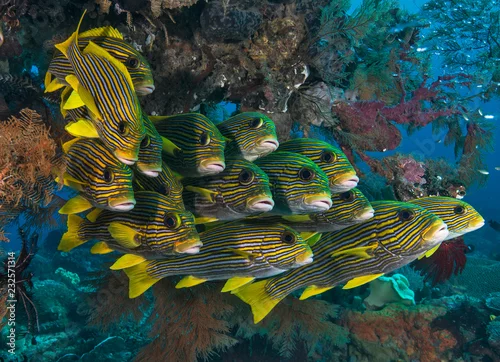 Fototapeta School of sweetlips