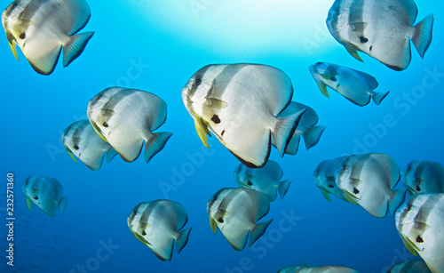 School of batfish photo