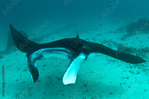 Giant oceanic manta ray swimming