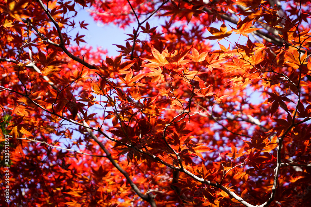 Autumn season colorful of leaves in Japan Autumn season colorful of leaves in Japan
