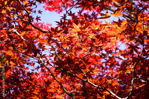  Autumn season colorful of leaves in Japan