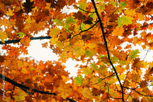 View up into oak tree branches filled with vibrant green, yellow, orange, and red oak leaves 