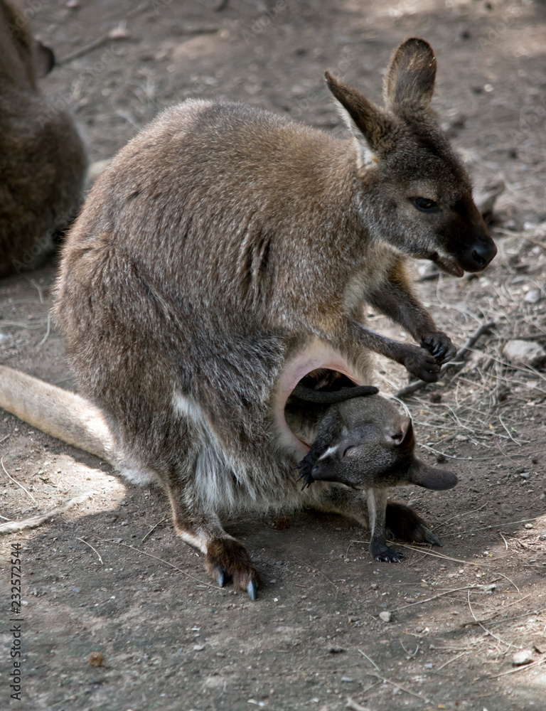 red necked wallaby with her joey red necked wallaby with her joey