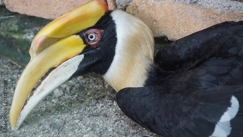 The great hornbill also known as the great Indian hornbill or great pied hornbill, is one of the larger members of the hornbill family