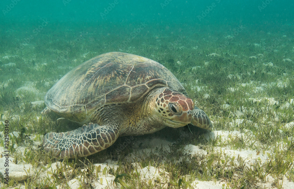 Obraz premium Green turtle rests in seagrass