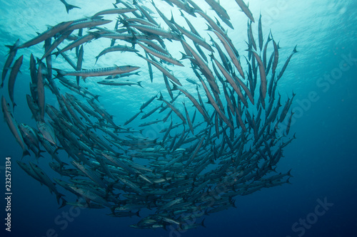 A school of barracuda in formation