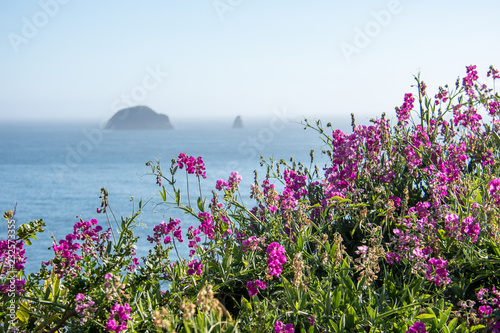 Purple pink wildflowers grow along the Oregon coastline on the Pacific Ocean, on highway US 101. Seastacks in the background