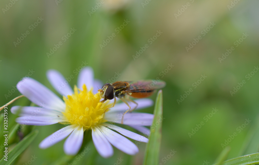Macro photo of a flower fly (hover fly) on a tiny daisy flower Macro photo of a flower fly (hover fly) on a tiny daisy flower