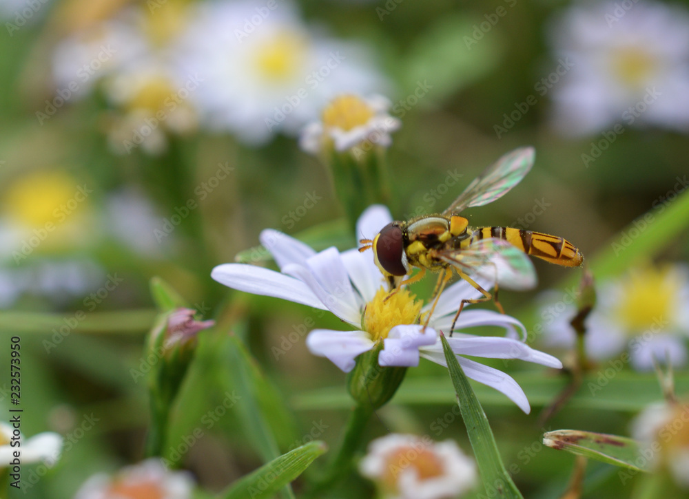 Macro photo of a flower fly (hover fly) on a tiny daisy flower