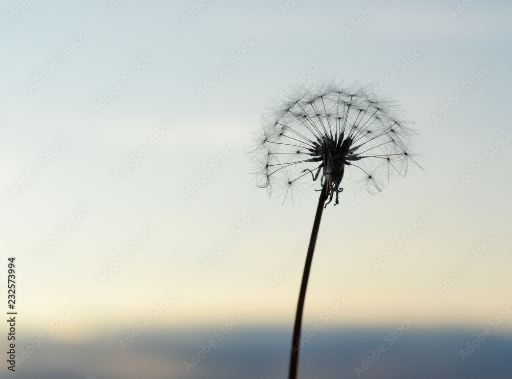 dandelion on blue background of sky