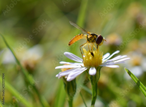 Macro photo of a flower fly (hover fly) on a tiny daisy flower © Jennifer