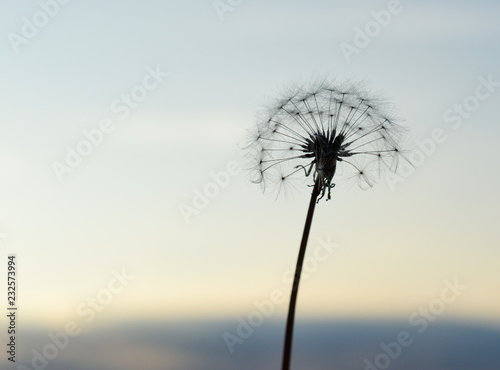 dandelion on blue background of sky