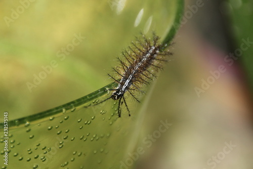 Venomous caterpillar on glass edge