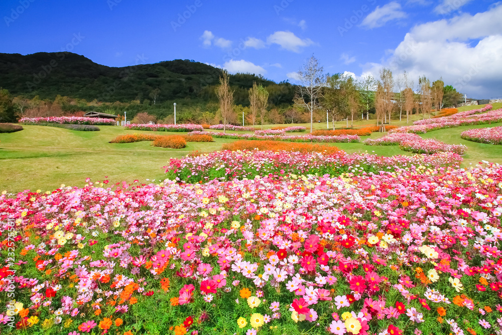Obraz premium Cosmos in Akashi Kaikyo Park/明石海峡公園のコスモス