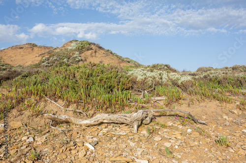 Sand dunes with native plants at Cotters Beach, Wilsons Promotory, Victoria, Australia photo