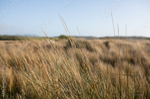 Native grass closeup at Cotters Beach, Wilsons Promotory, Victoria, Australia.