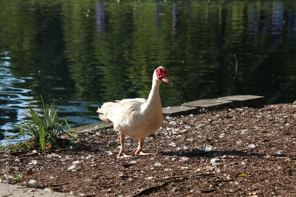 Muscovy duck bird blue water lake or pond. Muscovy duck bird blue water lake or pond.