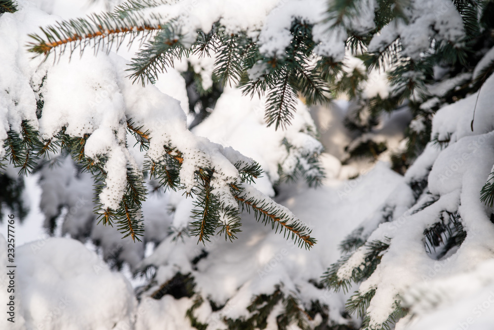 The branch of a silver fir covered with snow 