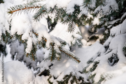 The branch of a silver fir covered with snow  © licvin