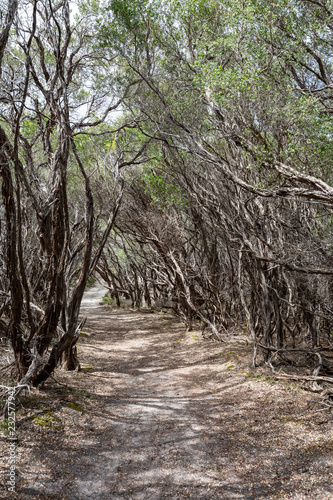 Tea trees along the Little Oberon walking track, Wilsons Promotory, Victoria, Australia
