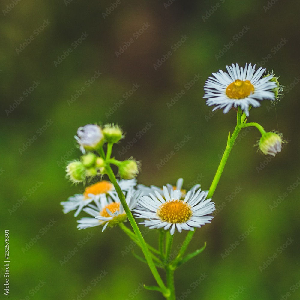 Fresh green grass with dew drops and daisy on meadow closeup. Spring season.Natural background Fresh green grass with dew drops and daisy on meadow closeup. Spring season.Natural background